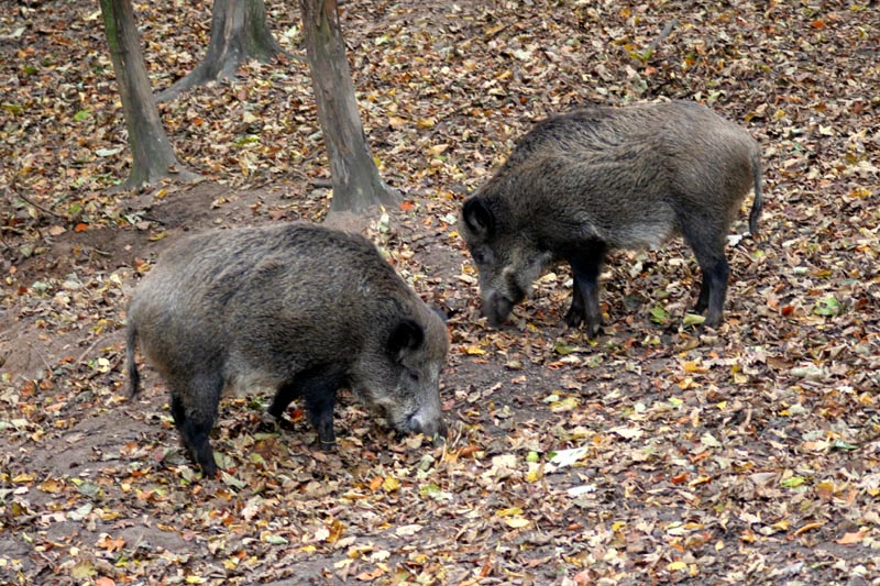 Killikus® Fotographie Killikus® Fotographie